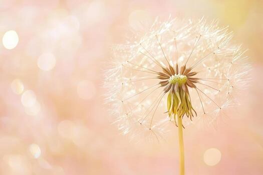 Dandelion seeds ready to disperse in soft pastel background during spring photo