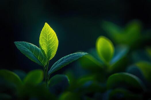 Sunlight shining on fresh green leaves in a tranquil garden setting photo