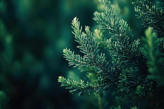 Green spruce branches reaching out in a serene forest setting photo