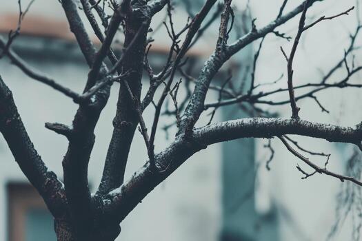 Winter branches stand bare against a foggy background in a quiet setting photo