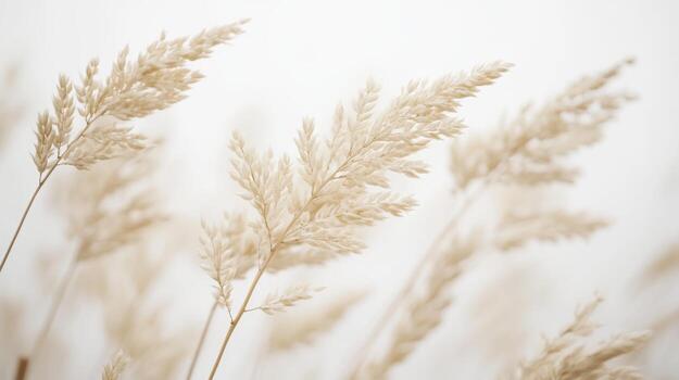 Soft, golden grasses sway gently in the breeze on a calm autumn day photo
