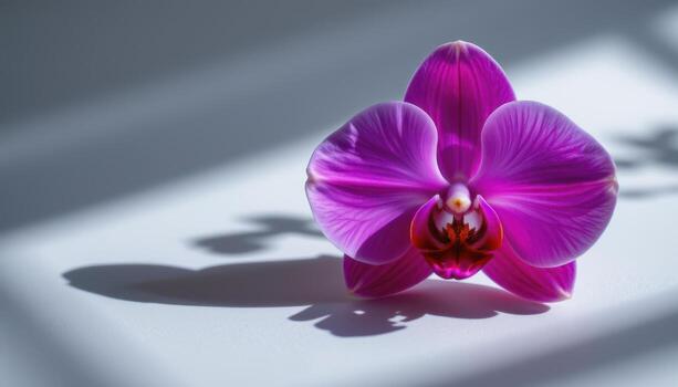 púrpura orquídea en mate fondo, sutil oscuridad, suave difundido ligero destacando delicado pétalo texturas foto