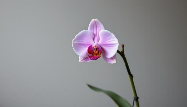 soltero orquídea en minimalista estudio, apagado fondo, suave difundido ligero revelador natural pétalo texturas completamente. foto