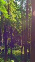 Smooth flight between the trees close to branches in a fabulous forest. Vertical video
