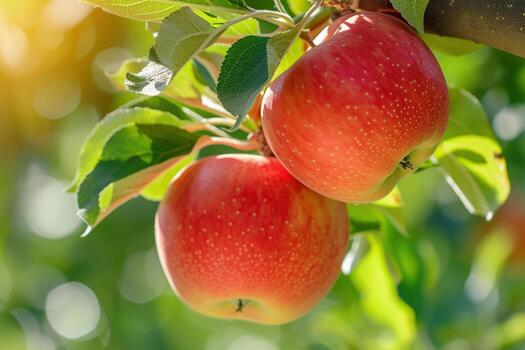 Two red apples on a tree photo