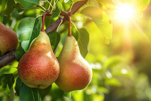Two pears are hanging from a tree branch photo