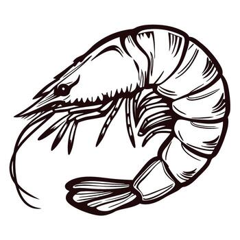 Detailed hand drawn shrimp illustration in monochrome with curved tail and segmented body isolated on white background vector