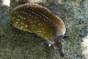 Overhead view of a Far Eastern spotted deer with velvet antlers and visible excess weight, lying on dry grass in shaded light. Focus on new antlers. photo