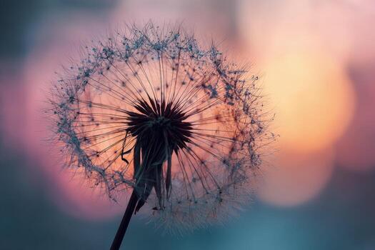 Isolated dandelion clock with dew drops showing intricate details against a soft pastel background photo