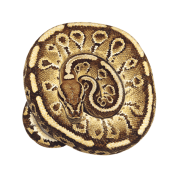 bola Pitão serpente imagem réptil animal em transparente fundo png