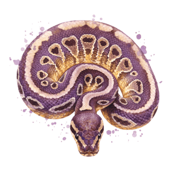 detalhado bola Pitão serpente ilustração em transparente fundo png