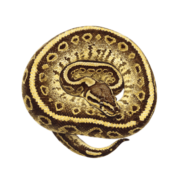 bola Pitão serpente imagem, réptil animal em transparente fundo png