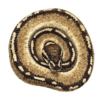 bola Pitão serpente enrolado réptil imagem em transparente fundo png