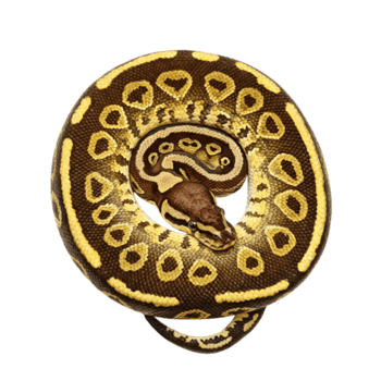 bola Pitão serpente animal réptil imagem em transparente fundo png