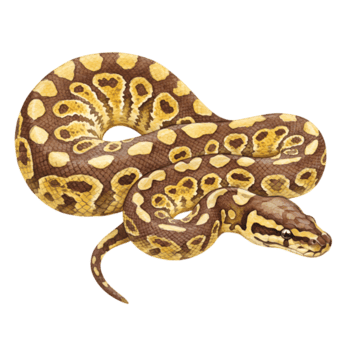 bola Pitão serpente imagem em transparente fundo png