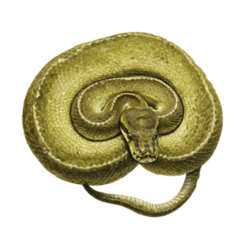 verde árvore Pitão serpente imagem em transparente fundo png