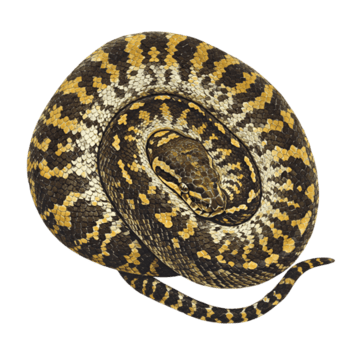 tapete Pitão serpente isolado imagem em transparente fundo png