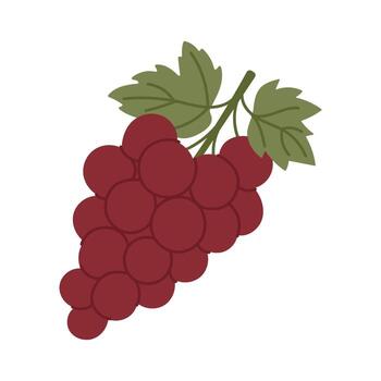 A red grape with a green leaf on top. The grape is ripe and ready to be eaten vector