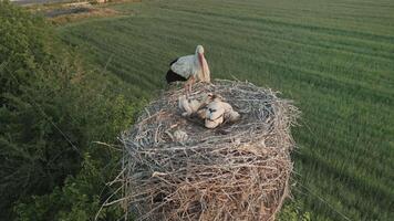 antenn se av stork med ungar i lång bo omgiven förbi grön fält video