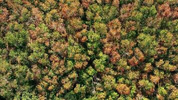un aéreo ver de un bosque con arboles ese son muriendo video