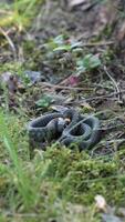 vertical Grass snake resting in the grass near a tree trunk video