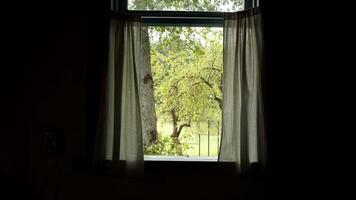 A window with curtains and a view of a tree video