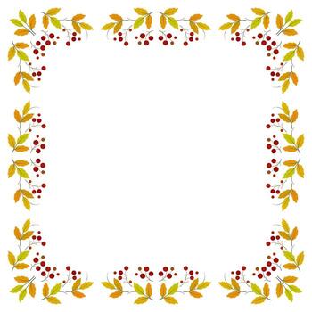 Autumn frame of rowan with space for text. Square floral ornament. Holiday card of bright leaves and berries on a white background. Fall decor for Thanksgiving Day with red rowan berries vector