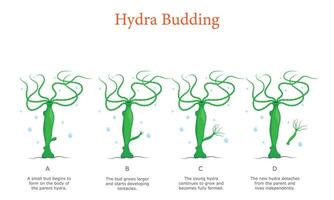Hydra Budding Explained in Four Steps with Clear Educational Illustration for Students vector