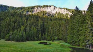 död- träd med fallen grenar tömma clearing i vild skog i dal av rodop bergen video