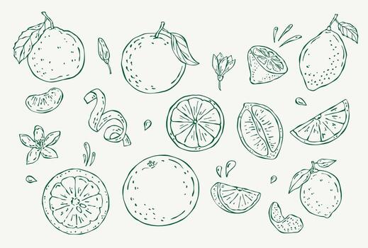 dibujado a mano bosquejo conjunto de agrios frutas limón, Lima, naranja, mandarín y pomelo. mínimo línea garabatear estilo para sano alimento, menú diseño, patrones y embalaje vector