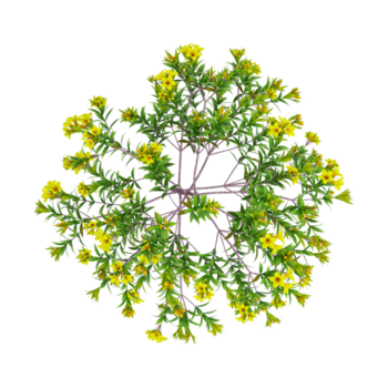 3D rendering of Lithospermum caroliniense creeper plant isolated on transparent background from the top view png