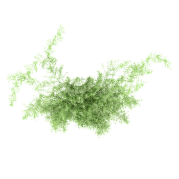 3d rendering of Asparagus fern creeper plant with transparent background from the top view png