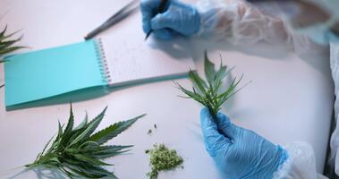 forskning och analys av cannabis i en laboratorium miljö en djup dyka in i olika aspekter video