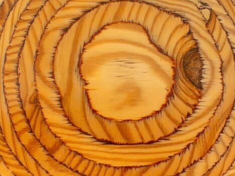 Concentric tree rings wood grain macro close-up of a sawn log with golden. rustic tones for natural background or texture photo