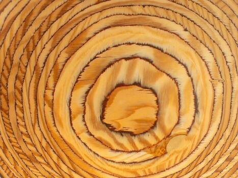 Concentric tree rings wood grain macro close-up of a sawn log with golden, rustic tones for natural background or texture photo