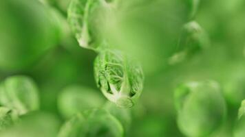 looping animazione di un' gruppo di Bruxelles germogli. molti Bruxelles germogli lentamente ruotare nel il sfondo nel spazio. orizzontale composizione. sfocatura. avvicinamento. ciclo. video