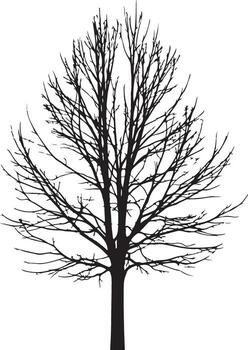 Silhouette of a bare tree against a white background vector