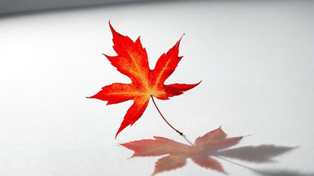 Vibrant red maple leaf casts striking shadow on clean white surface, capturing autumn's essence photo