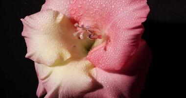 gladiolo flor brote reluce con humedad en maravilloso macro detalle video