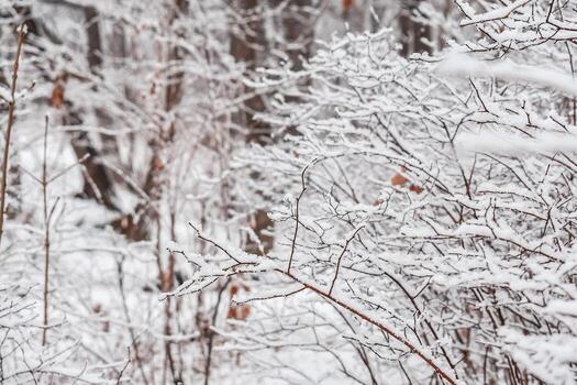 The park is covered with a thin layer of snow in winter... The park with tall trees and paths is covered with snow. photo