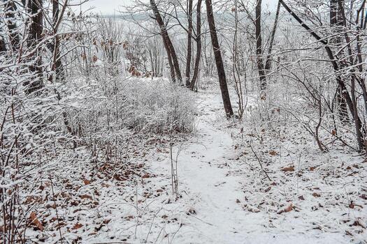 The park is covered with a thin layer of snow in winter.. ..The park with tall trees and paths is covered with snow. photo
