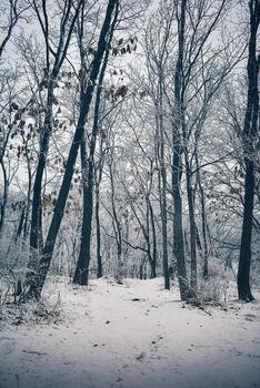 The park is covered with a thin layer of snow in winter... The park with tall trees and paths is covered with snow.. photo