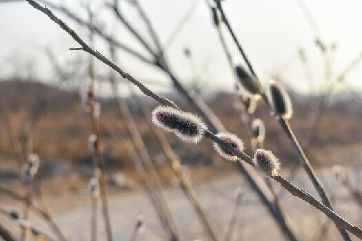 Spring twig of the rein with kidneys.. Verba in delicate colors. Awakening of nature in the spring. photo