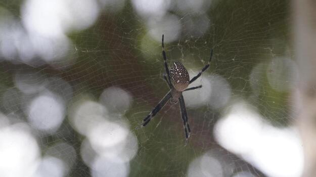 Close-up of a spider resting at the center of its web, with delicate silk threads visible against a blurred natural background, highlighting detail in nature and wildlife photo