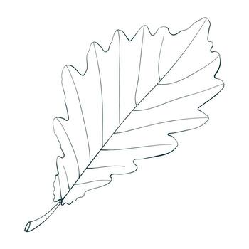 Hand-drawn sketch of withered oak leaf isolated on white background. Line style illustration. vector