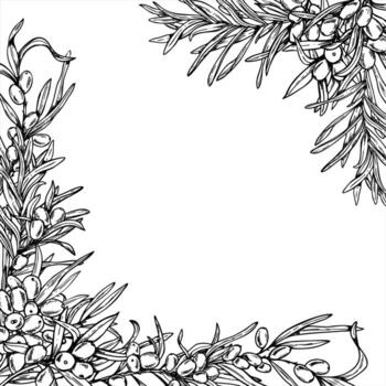 Baltic seaberries square frame with copy space for text. Monochrome sea buckthorn berries on branch with leaves outline drawing. Sand thorn frame for fall invitations, drink or food labels vector