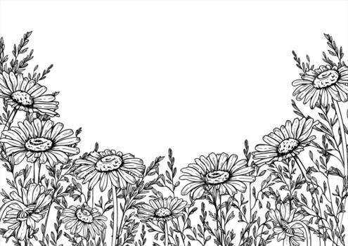 Monochrome meadow Daisy flowers and spikelet isolated horizontal border with copy space for text. Hand drawn Chamomile, field grass spike etching drawing. For wedding invitation, greeting card vector