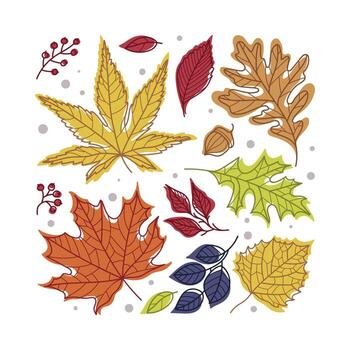 Square Shape with Bright Autumn Foliage of Different Leaf Color Arrangement vector