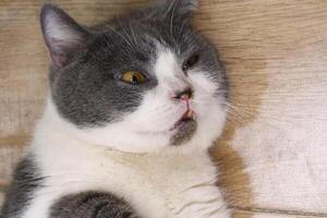 de cerca retrato de mullido gato con gracioso rostro. gato dormir en piso foto