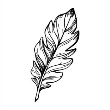 A detailed illustration of a single feather with intricate lines and curves. The feather appears delicate and is drawn in a monochrome style. vector
